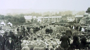 Ewe Sale in 1932 (22,000 sheep changed hands that day)